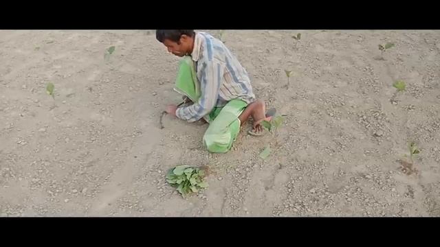 এই পদ্ধতিতে বেগুন চাষ করলে আপনি লাভবান হবেনই হবেন। বেগুন চাষ পদ্ধতি। বেগুন চাষের সহজ পদ্ধতি। смотреть онлайн
