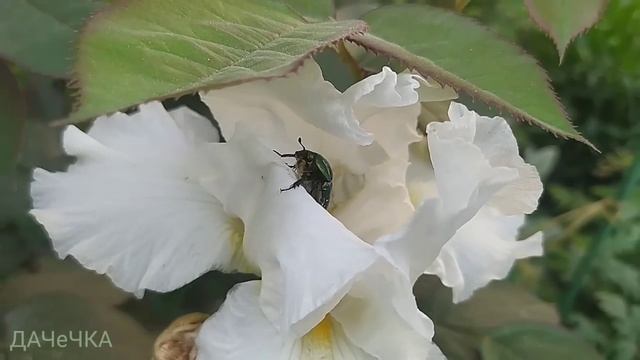 Невеличкий садок малого догляду. З чого почати? На сухих грунтах. смотреть онлайн