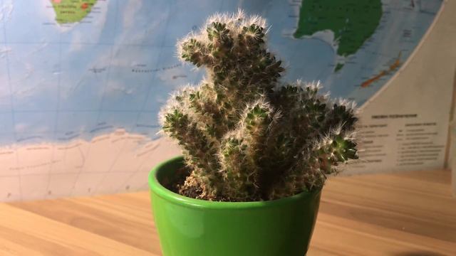 Хочу знать всё.Мой кактус Мамилярия. смотреть онлайн