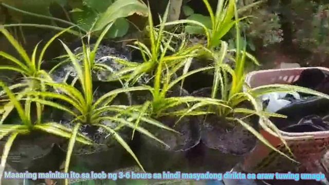 Pandanus Variegated/Golden plant/Screwpine Propagation and Caring Tips смотреть онлайн