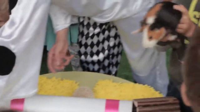 Контактный зоопарк на дом. смотреть онлайн