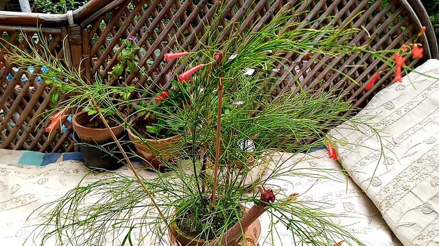Russelia/fire cracker/coral fountain grass(Urdu Hindi) смотреть онлайн