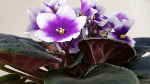 Фиалка Optimara myDream.Рядом с Optimara myLove смотреть онлайн