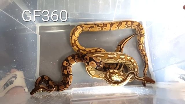 Bath Time for all Ball Python #13 смотреть онлайн