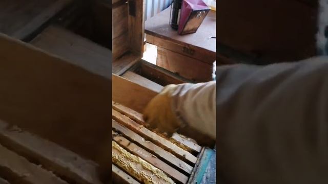 утепление Пчёл. Подготовка ульев с пчёлами к зимовке. ноябрь2021 смотреть онлайн