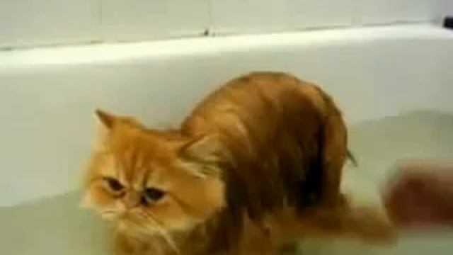 Персидский кот купается смотреть онлайн
