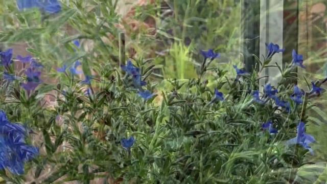 Lithodora Grace Ward 🪻🪻🪻 Potted Lithodora смотреть онлайн
