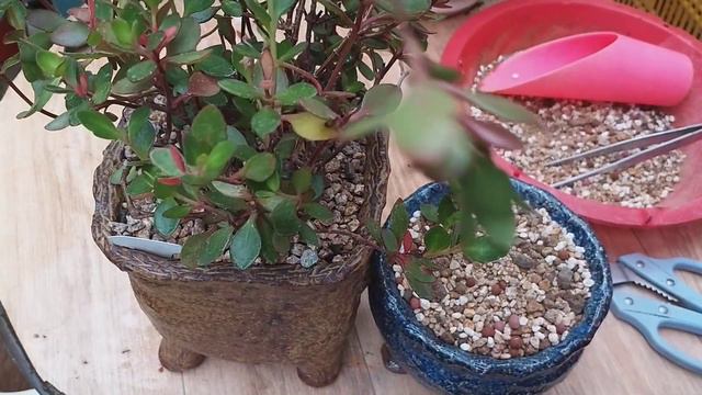 #엔젤카랑코에 #가지치기 #삽목 #물주기 смотреть онлайн