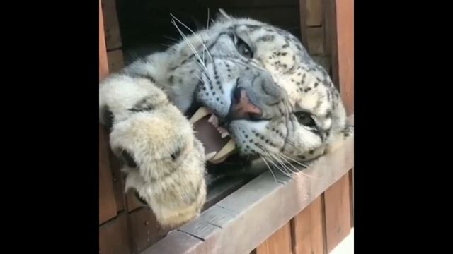 Snow Leopard Growl (Оскал снежного барса)