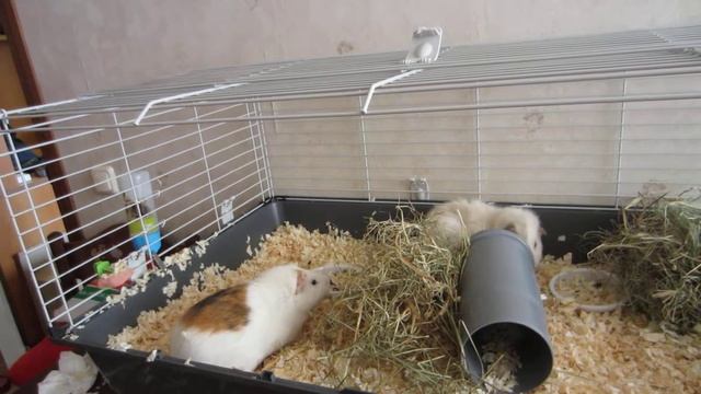 Первое знакомство самцов морской свинки (часть 1) смотреть онлайн