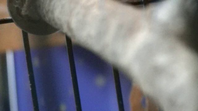 На вызове у попугая Розеллы. Январь 2023 смотреть онлайн