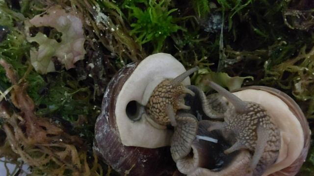 мои улитки меня удивили