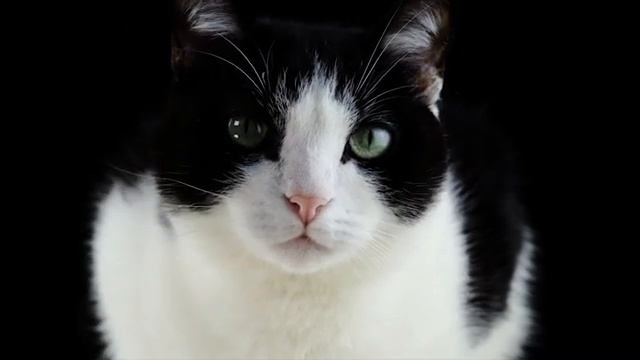 Правда ли, что за убийство кошки в Древнем Египте приговаривали к казни смотреть онлайн