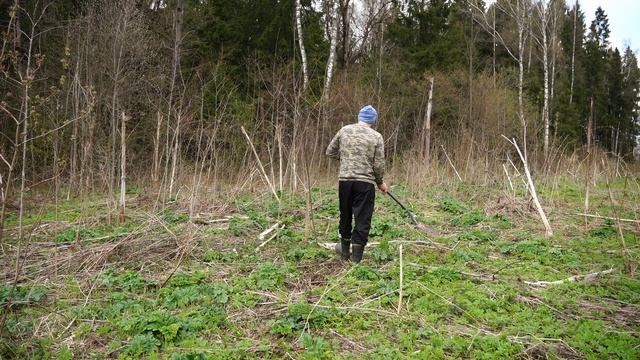 Борщевик Сосновского. Моя борьба май 2022 года