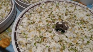 Подмосковные будни. Сушка жасмина для чая.