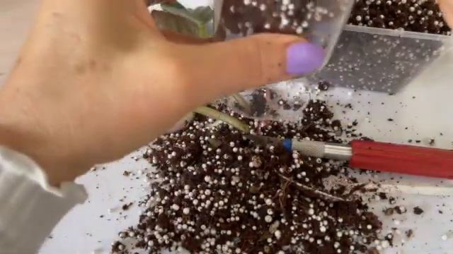 Большие колокольчики просят о помощи.// Senk's Big Bells are asking for help. смотреть онлайн