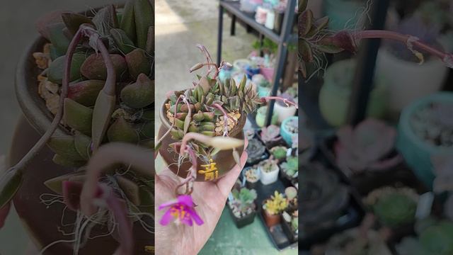 Как цветет анакампсерос смотреть онлайн