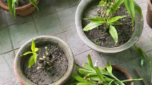 Lucky Bamboo Brown leaf Problem Solved | How to take care of Lucky bamboo in Summer(HIndi) смотреть онлайн