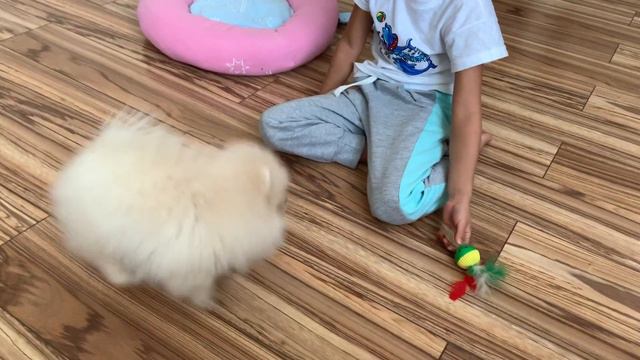 Купили щенка. Наш Щенок Шпиц Шуберт такой милаха смотреть онлайн