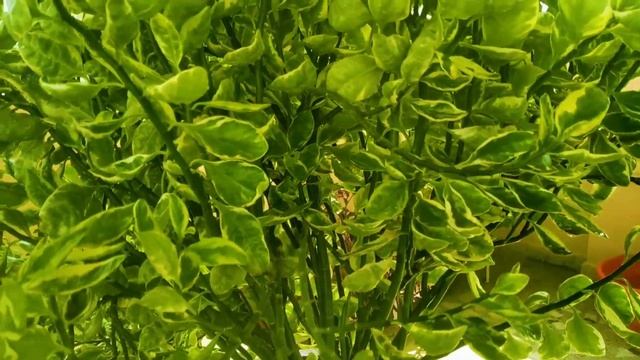 Complete Care about Pedilanthus Tithymaloides /Devil's Back bone/Nagdon/Shoe flower/ plant | смотреть онлайн