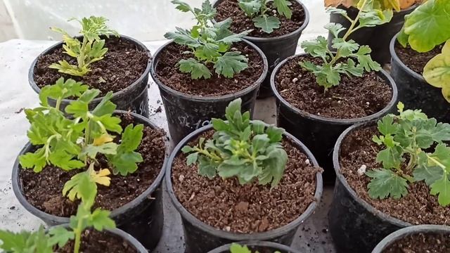 Отправляю посылки и получаю! Что делать с черенком после получения? смотреть онлайн