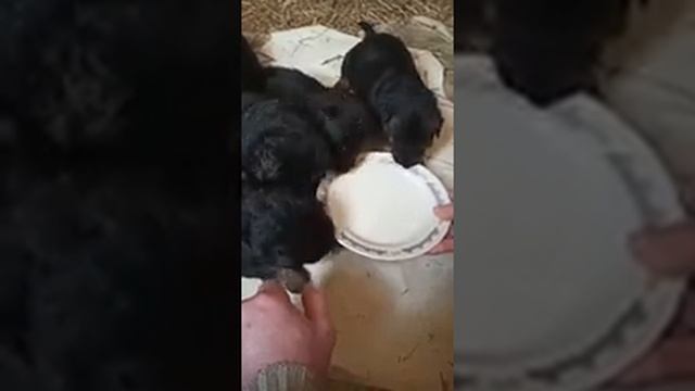 Так растёт Немецкая овчарка смотреть онлайн