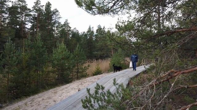 Долина реки Выбья - опять ГРИБЫ! смотреть онлайн