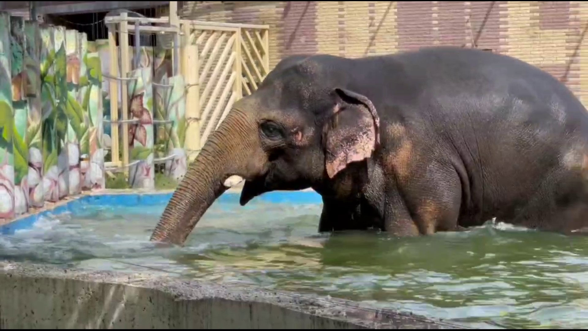 Как купаются слоны смотреть онлайн
