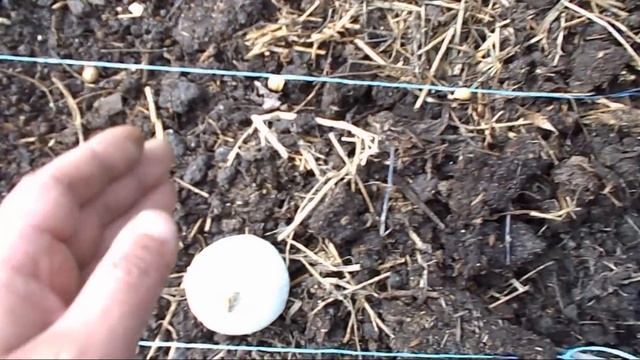 Технология посадки чеснока "Рокамболь" !!! Или как вырастить крупный чеснок !!! смотреть онлайн