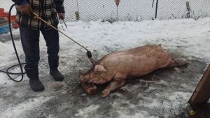7 месяцев от рождения -- 144 кг! Откорм свиней. Свиноводство.