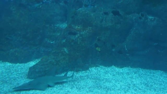 Theme Park | SEA Aquarium | Resorts World Sentosa (2) смотреть онлайн