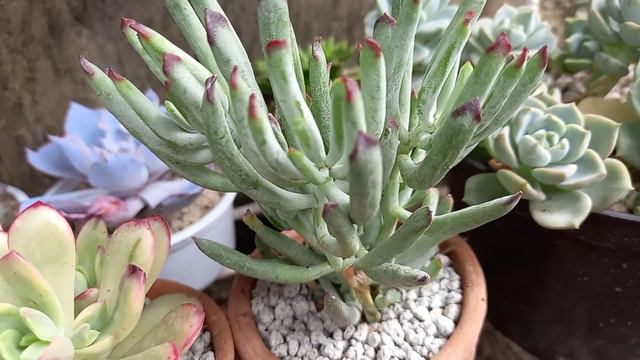 SUCCULENT PLANTS UPDATE FROM UNBOXING смотреть онлайн