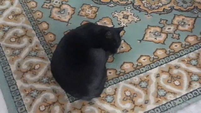 Обычный день Другой жизни. Жарю котлеты. Разматываю пряжу. Мои кошки всегда рядом. смотреть онлайн