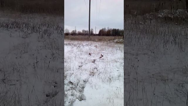 Зима куропатки смотреть онлайн