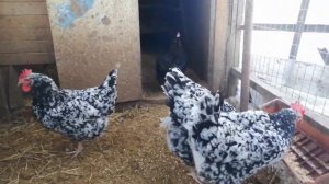 Австролорп - самая продуктивная порода кур//Семья австролорпов