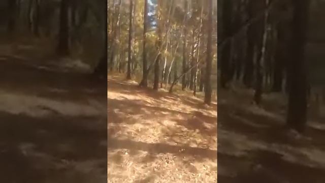 Отпускаем сову на волю смотреть онлайн