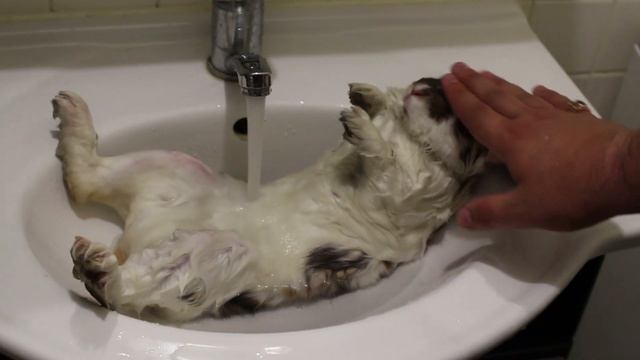 Как купать кролика смотреть онлайн