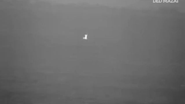 Волк позирует на камеру? смотреть онлайн