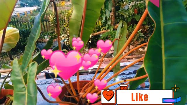 PRINCE OF ORANGE & BILLIETIAE PHILODENDRON смотреть онлайн