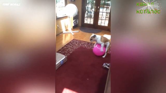 ДО СЛЁЗ СМЕШНЫЕ ПРИКОЛЫ 2018/ПРИКОЛЫ ПРО ЖИВОТНЫX 2018/СМЕШНЫЕ ПРИКОЛЫ С ЖИВОТНЫМИ 2018 смотреть онлайн