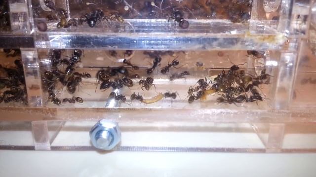 Муравьиная ферма. Построение СИМБИОЗА. Эксперимент № 1 смотреть онлайн