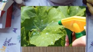 Феровит.  Стимулятор  жизнедеятельности растений