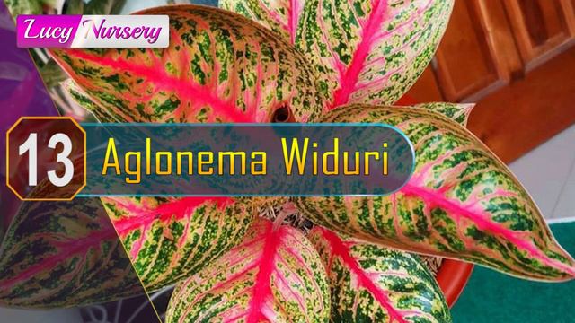 25 JENIS AGLAONEMA TERLARIS DI BULAN INI PLUS HARGANYA смотреть онлайн