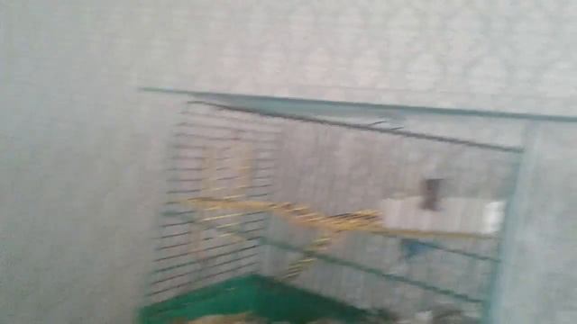 Кормление мышей песчанок смотреть онлайн