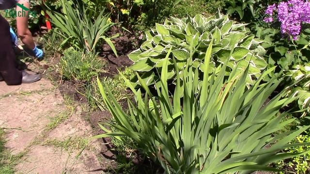Многолетние цветы в саду. Уход за цветником и подкормка летом - 7dach смотреть онлайн