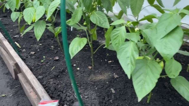 ПЕРЕЦ очень любит эту ПОДКОРМКУ, ускоряет налив плодов! Уход и формирование смотреть онлайн