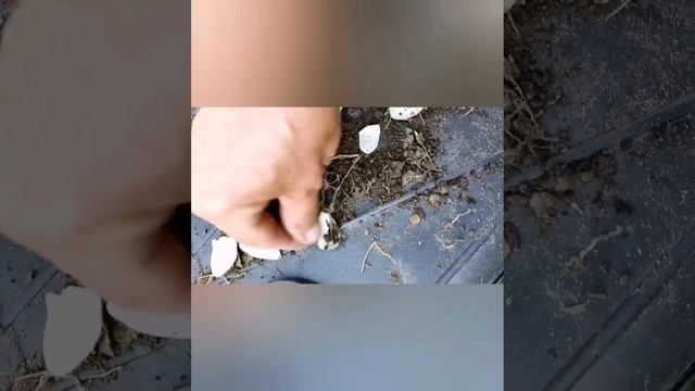 Лилия. Как вырастить очень много, быстро и легко! Из одной луковицы лилии вырастить до 150 лилий! ? смотреть онлайн