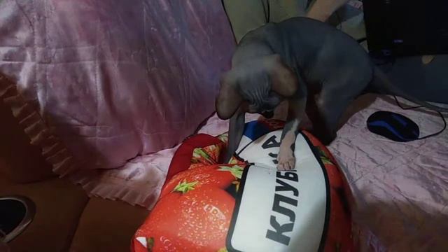 Смешные сфинксы