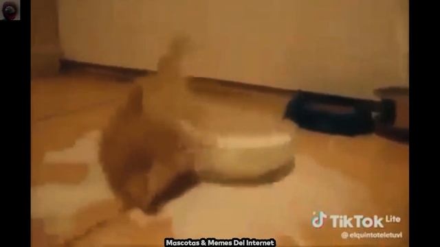 Gato Amarillo tomando leche, Gulp Gulp Gulp. /MEMES Más Épicos Del Internet/ #comedia смотреть онлайн
