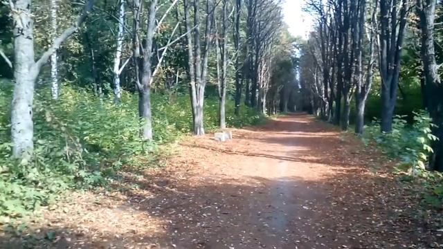 [AntiVLOG] "Eastern Park". Between past and future 1982-2019 смотреть онлайн